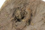 Dalejeproetus Trilobite With Microfossils - Lghaft, Morocco #210262-3